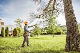 Best Tree Maintenance Programs  in Rogue River, OR