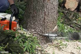 How Our Tree Care Process Works  in  Rogue River, OR