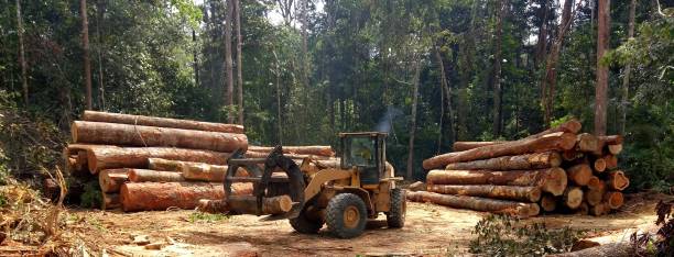 Best Firewood Processing and Delivery  in Rogue River, OR