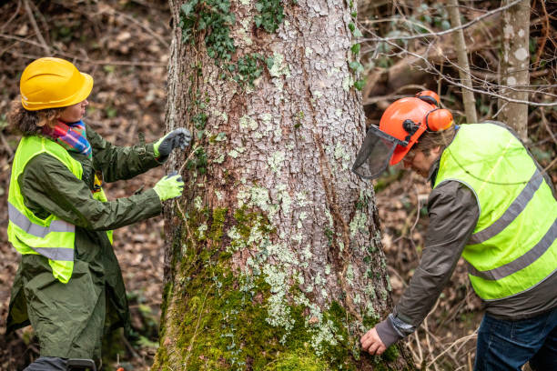 Trusted Rogue River, OR Tree Care Experts
